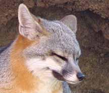 Fox, Desert Museum